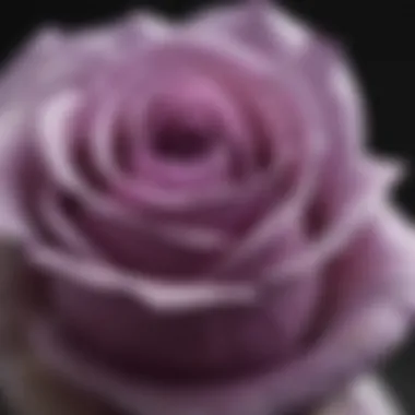 Close-up of a delicate purple rose petal