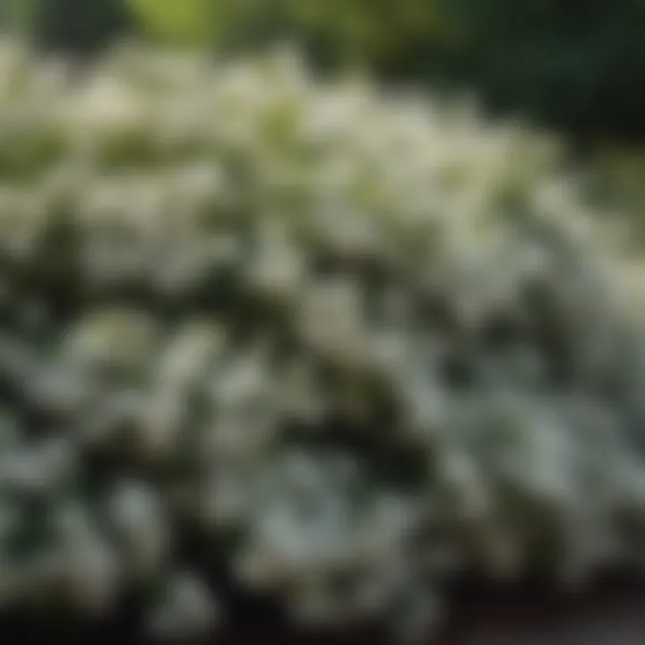 Regal White Blooms Privacy Bush