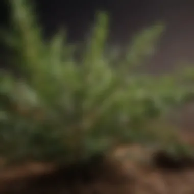 Rosemary Radiance: A Natural Mosquito Barrier Rosemary Plant Mosquito Repellent