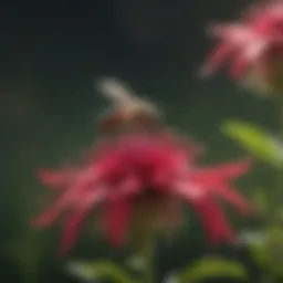 Majestic Scarlet Bee Balm Flower