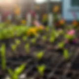 A vibrant garden bed ready for spring planting