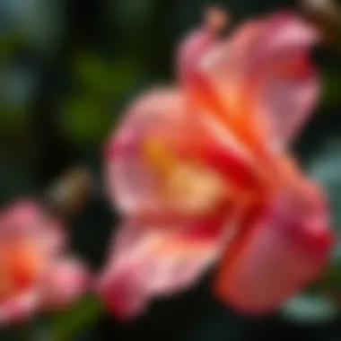 Close-Up of Nectar-Rich Flower Close-up of a flower known for attracting hummingbirds