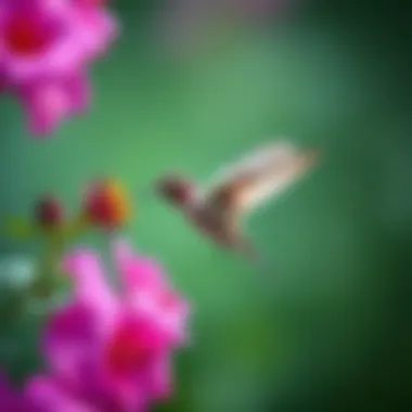 Hummingbird Feeding A hummingbird feeding from a nectar-rich bloom