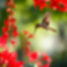 Vibrant red flowers that attract hummingbirds