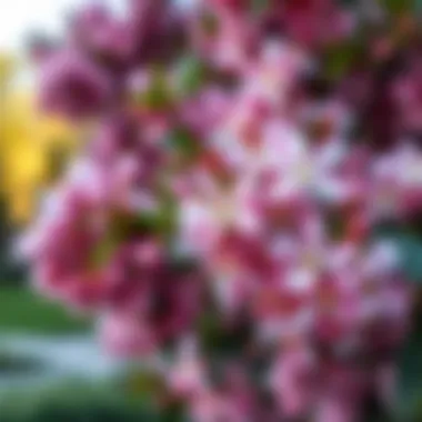 Close-up of flowering shrub showcasing delicate blooms