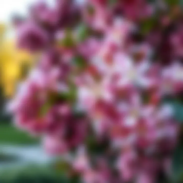 Close-up of flowering shrub showcasing delicate blooms