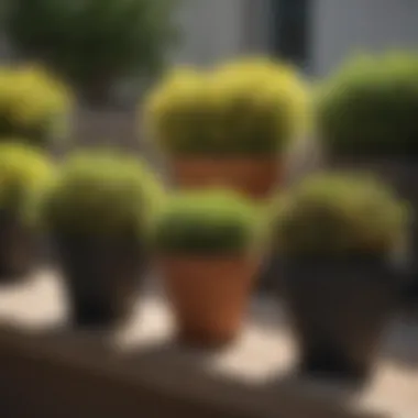 A selection of small partial sun shrubs displayed in pots, illustrating variety and potential arrangement.