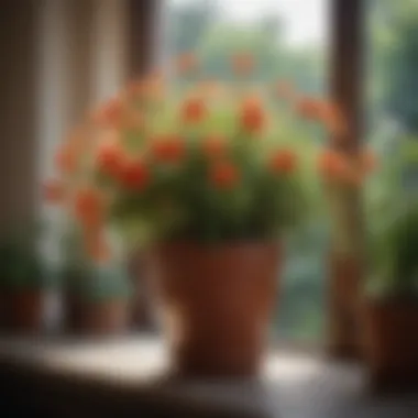 Serene Potted Flowers in a Tranquil Setting
