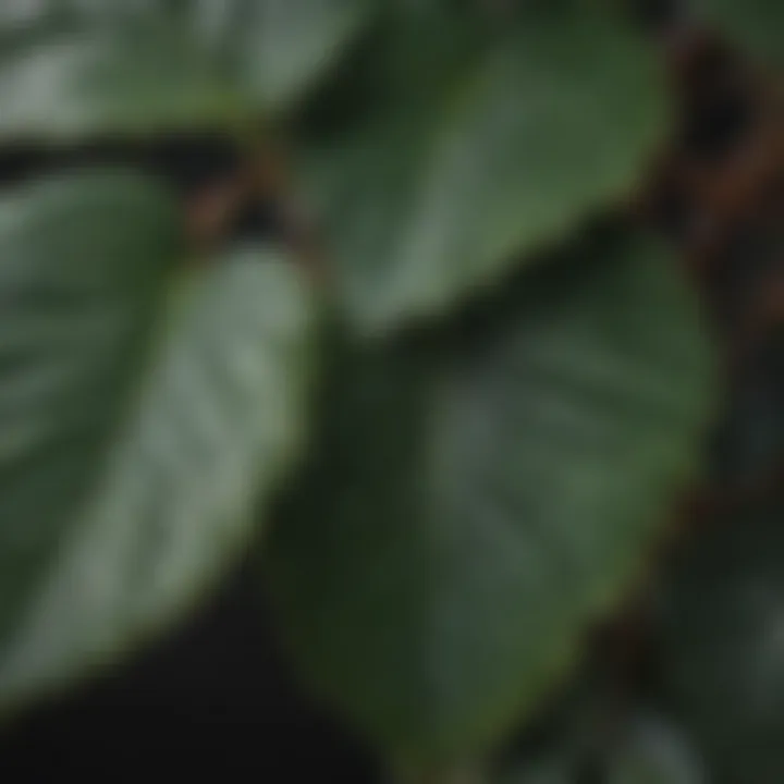 Close-up of intricate leaf patterns of a shade-loving plant