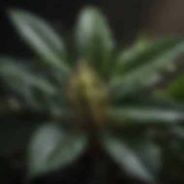 Botanical Elegance Close-Up