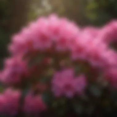 Blooming Rhododendron bush with vibrant pink flowers