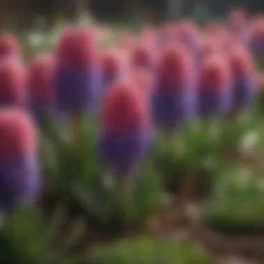 Mesmerizing Hyacinth Blooms Colorful Hyacinths Blooming in Spring