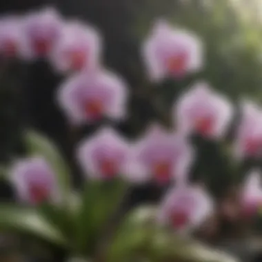 Graceful Orchid Ensemble Elegant Orchids in Spring Garden
