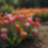 Vibrant Tulips in Spring Garden