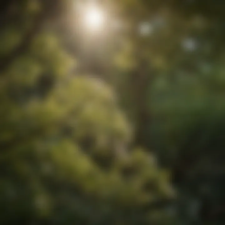 Sunlight filtering through the leaves of a summer flowering small tree