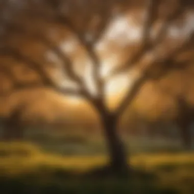 Sunset Illuminating Blossom Tree Silhouette