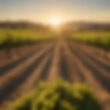 Sunset Over Vineyard Rows