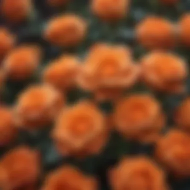 Symbolic Depth of Orange Roses: A Modern Perspective