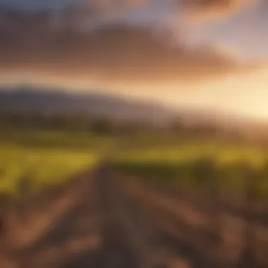 Vineyard at Sunset