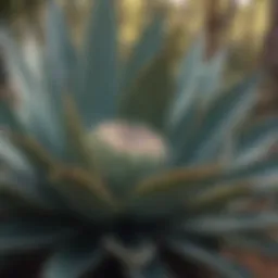 Elegant agave plant in vibrant bloom