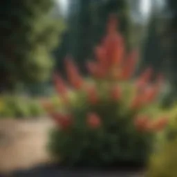 Vibrant flowering evergreen in a sunlit garden