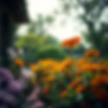 Diverse species of sun flowering shrubs harmonizing in an elegant landscape