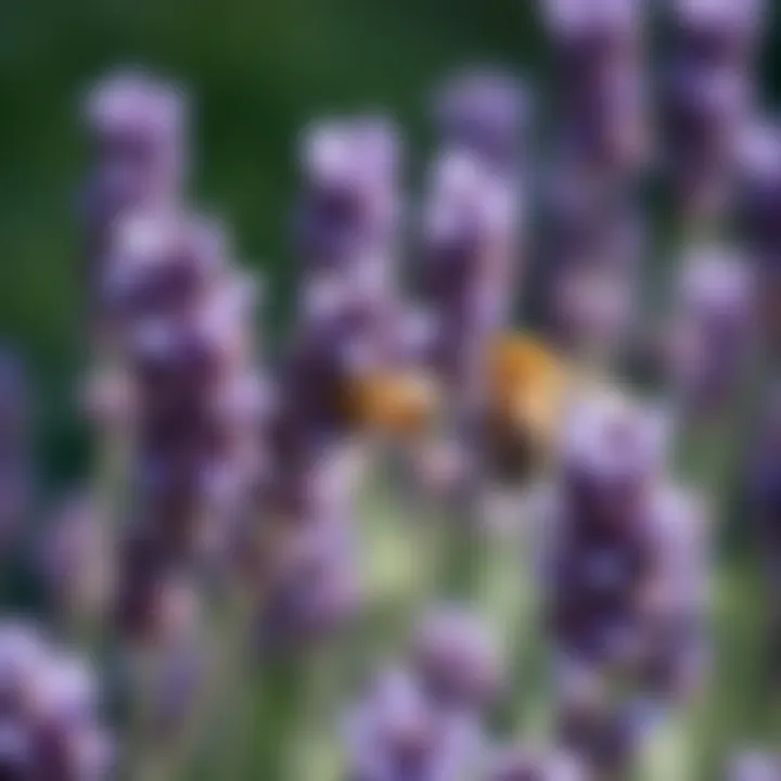 Lavender: A Favorite among Honey Bees Close-up of lavender in bloom with bees