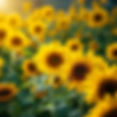 Sunflowers: Bright Sources of Nectar A garden filled with sunflowers and bees