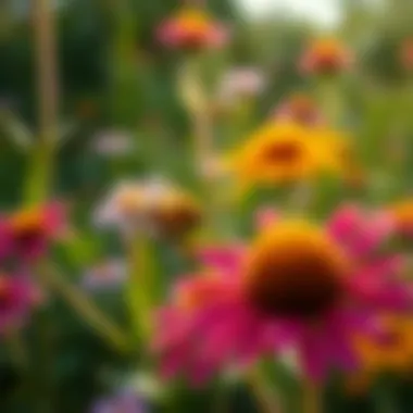 Wildflowers: A Haven for Honey Bees Vibrant wildflowers attracting honey bees