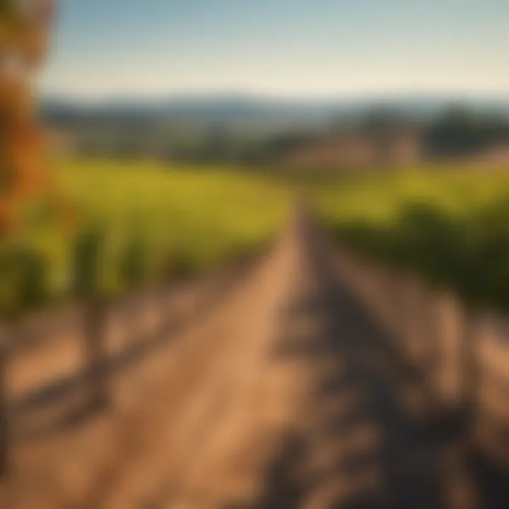 Vineyards known for orange wine production under the sun