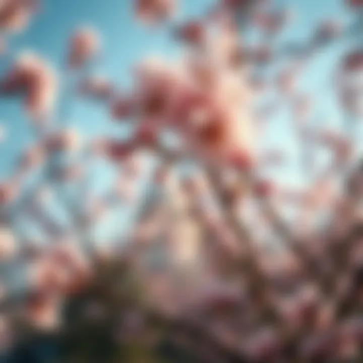 Breathtaking cherry blossoms in Washington D.C.