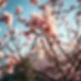 Cherry Blossoms in Bloom Breathtaking cherry blossoms in Washington D.C.