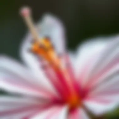 Intricate Details of Flowering Species A close-up view of a unique flowering species showcasing its intricate details