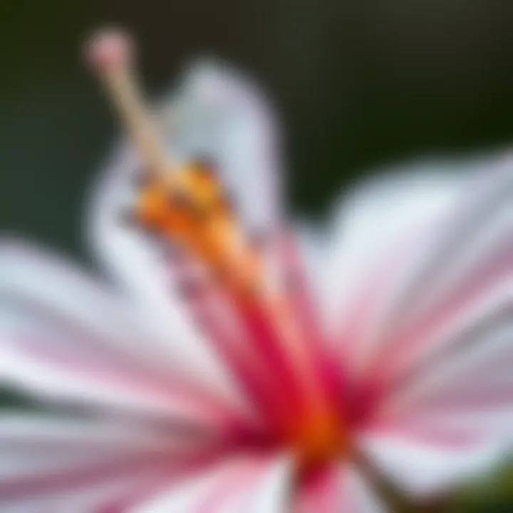 Intricate Details of Flowering Species A close-up view of a unique flowering species showcasing its intricate details