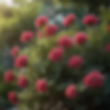 Close-up of a flowering bush plant adding vibrant color to a garden space