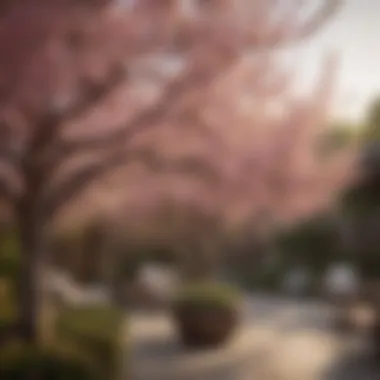 Patio Peach Tree in full bloom showcasing delicate pink flowers