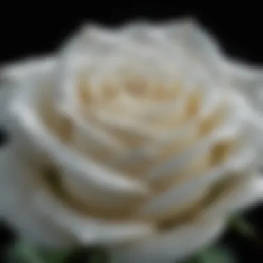 A close-up of a single white rose with dew drops.