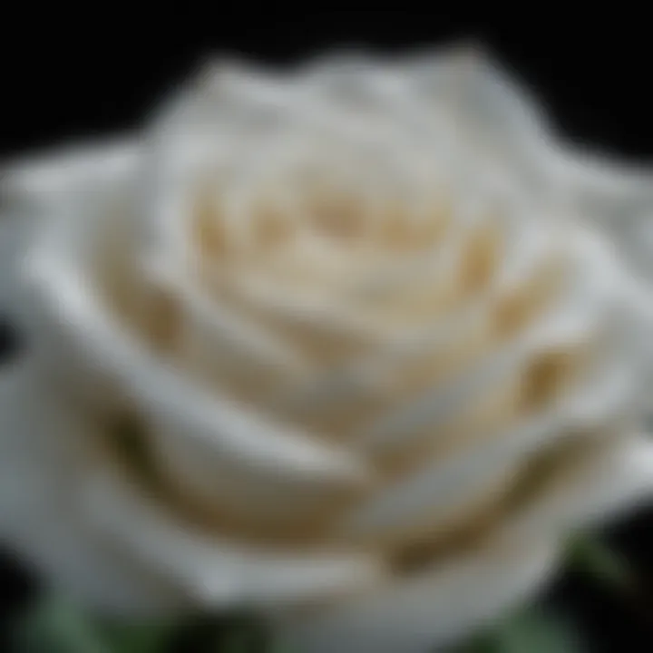 A close-up of a single white rose with dew drops.