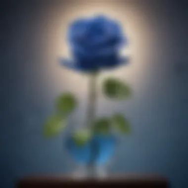 A blue rose signifying mystery and the unattainable