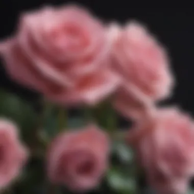 Gratitude and Appreciation with Pink Roses A pink rose embodying gratitude and appreciation