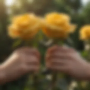 Friendship and Joy in Yellow Roses A yellow rose representing friendship and joy