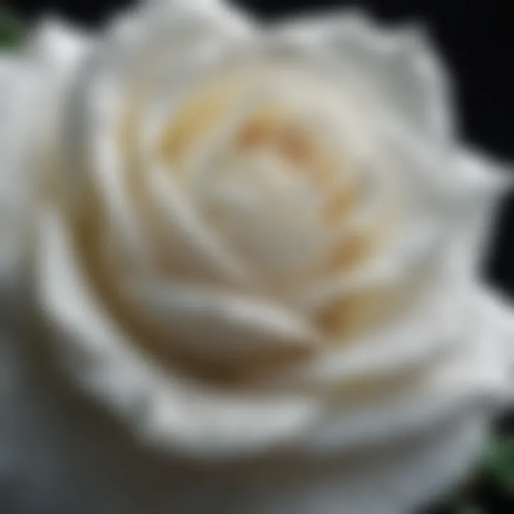 A close-up view of a pristine white rose with dew drops, symbolizing purity and freshness.