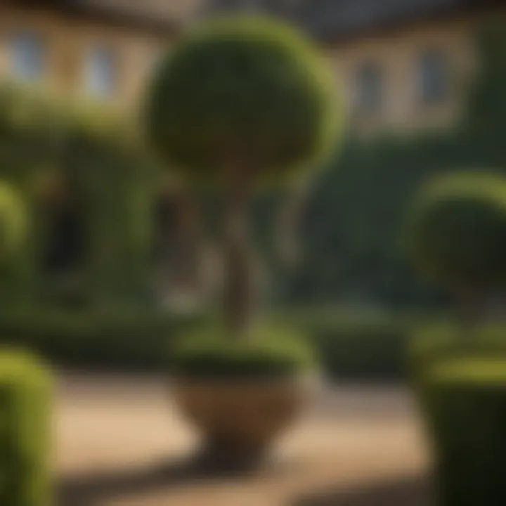 Timeless Topiary Showcase