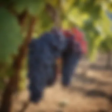 Harvest Ready - The Grapes of California Grapes on the vine ready for harvest