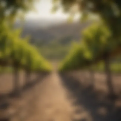 Stunning vineyard landscape in California