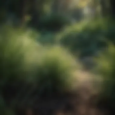 Tranquil Japanese Forest Grass in Shade