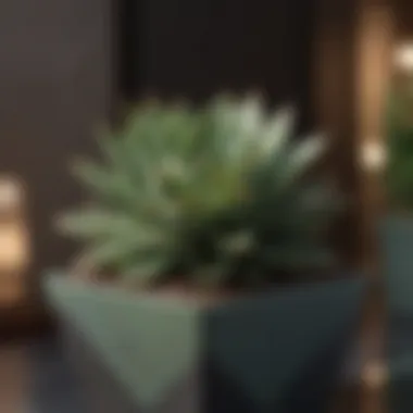 Succulent plant in a modern geometric planter