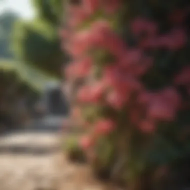 Blooming Delight in Shade