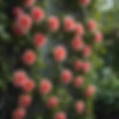 Close-up of vibrant blooms on lattice structure