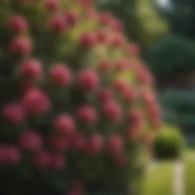 Vibrant Colors of Summer Flowering Shrubs